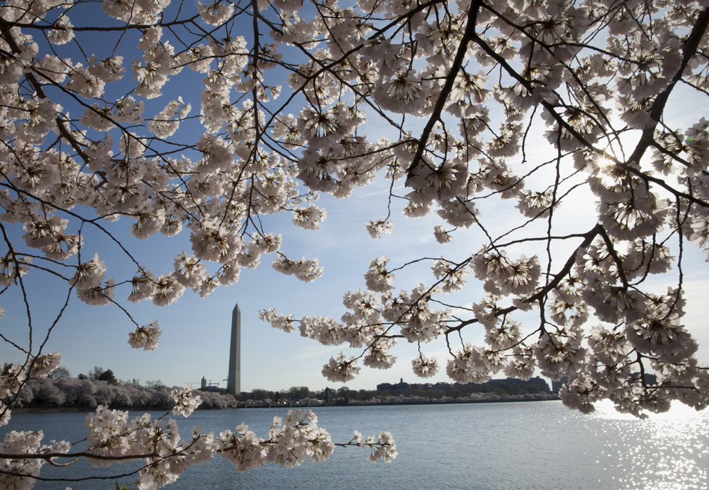 Adelantan Festival Nacional Cherry Blossom