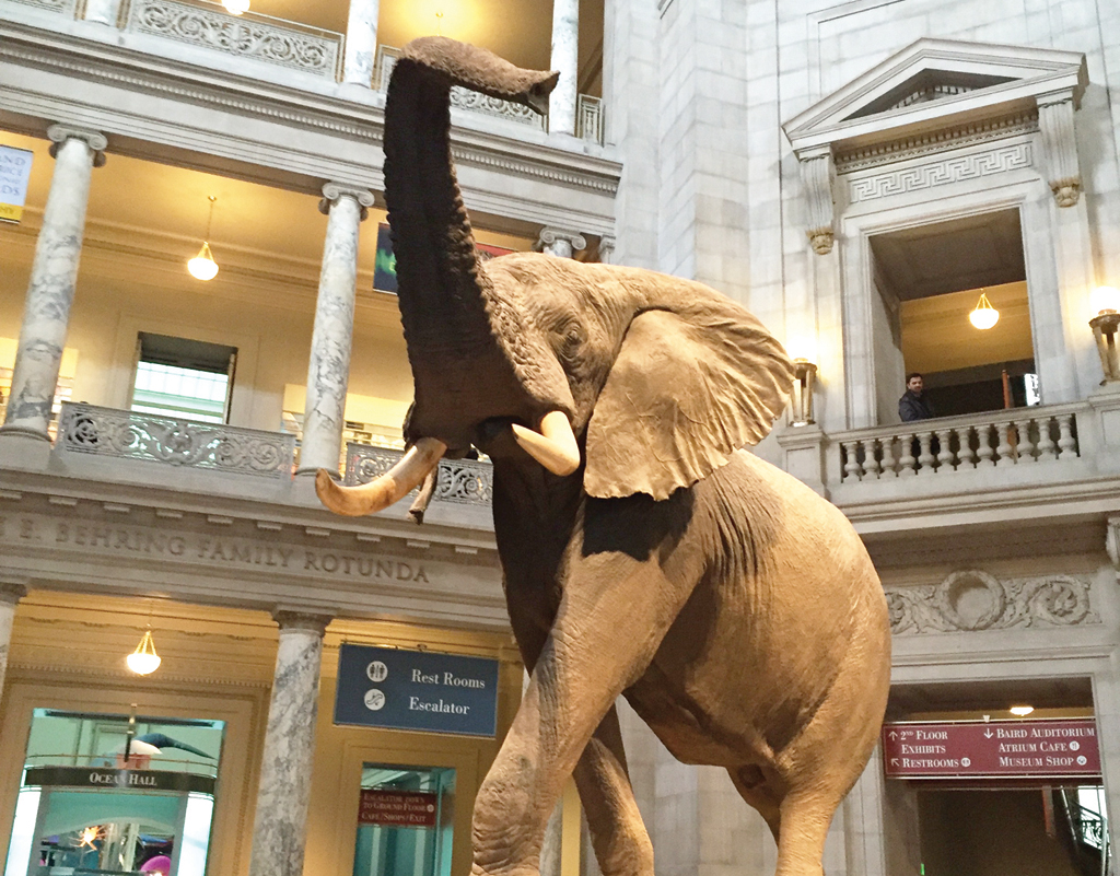 Día del Museo en el Smithsonian