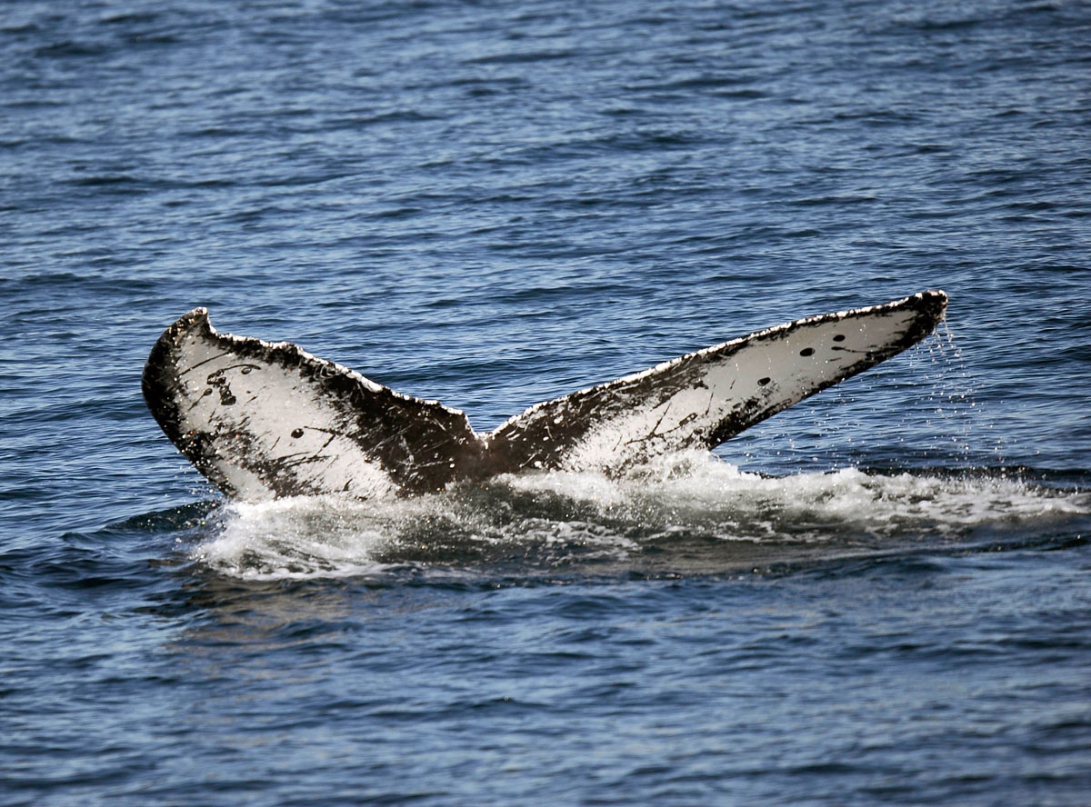 La ciencia explica por qué las ballenas crecieron tanto
