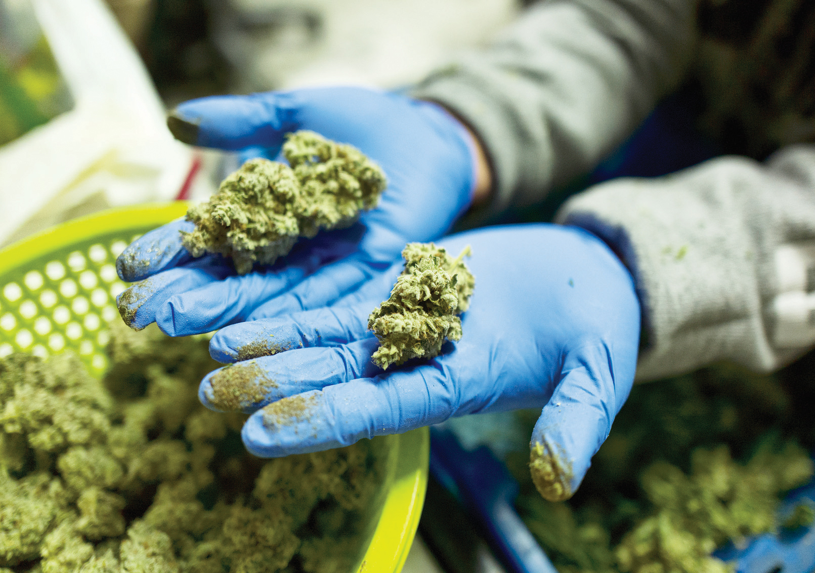 Plantean legalizar y regular venta de marihuana en DC