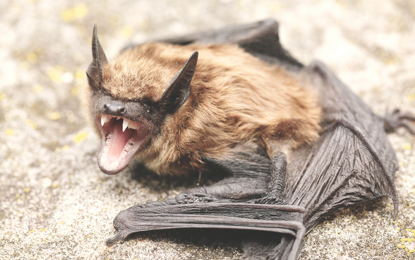Preocupa murciélago con rabia en Manassas