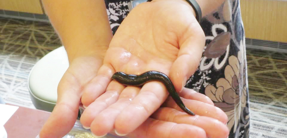 Descubren nueva especie de sanguijuela en MD