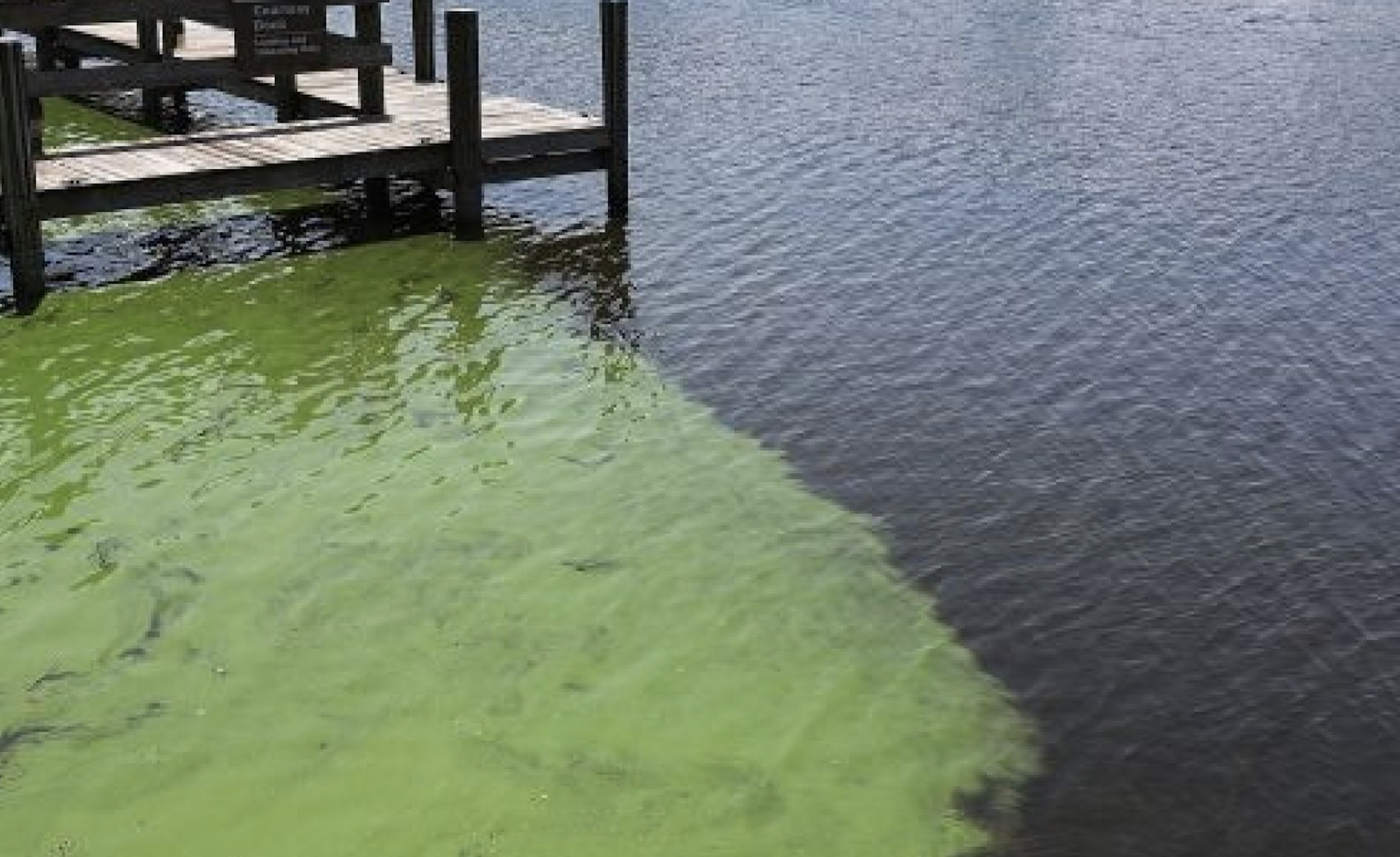 Encuentra peligrosa toxina en lagos de MD