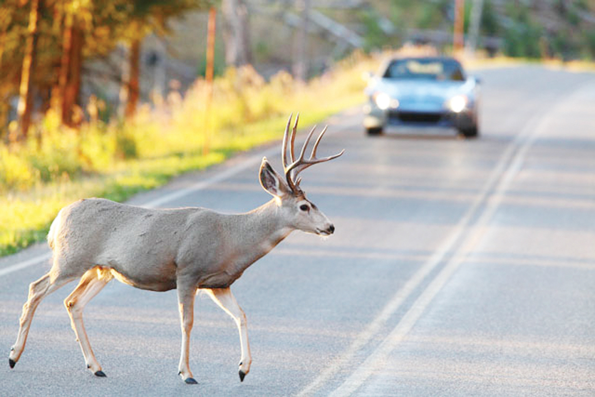 Venados añaden peligro en la carretera