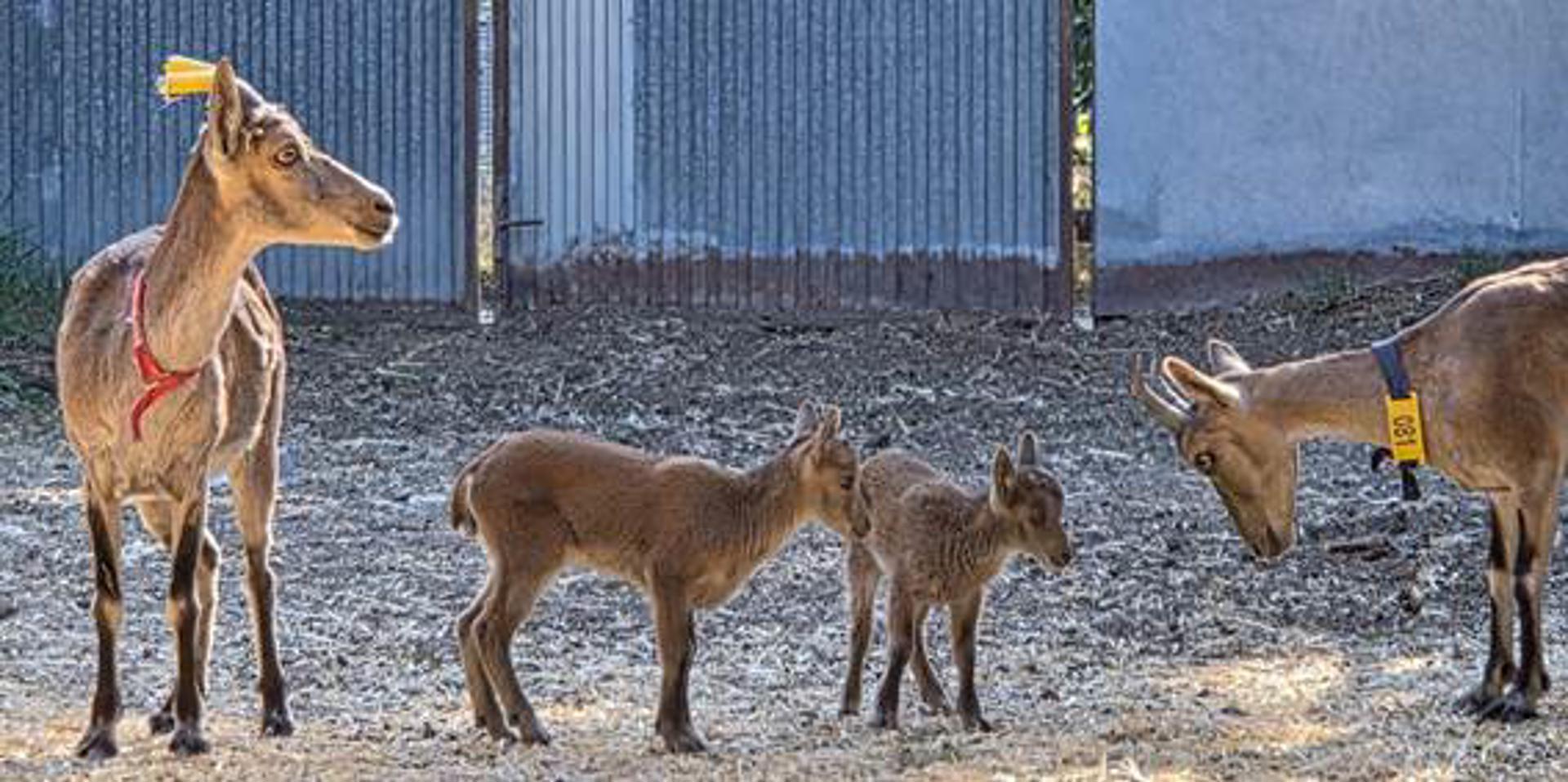 Nacen tres cabras montesas por fecundación in vitro obtenidas a partir de animales muertos