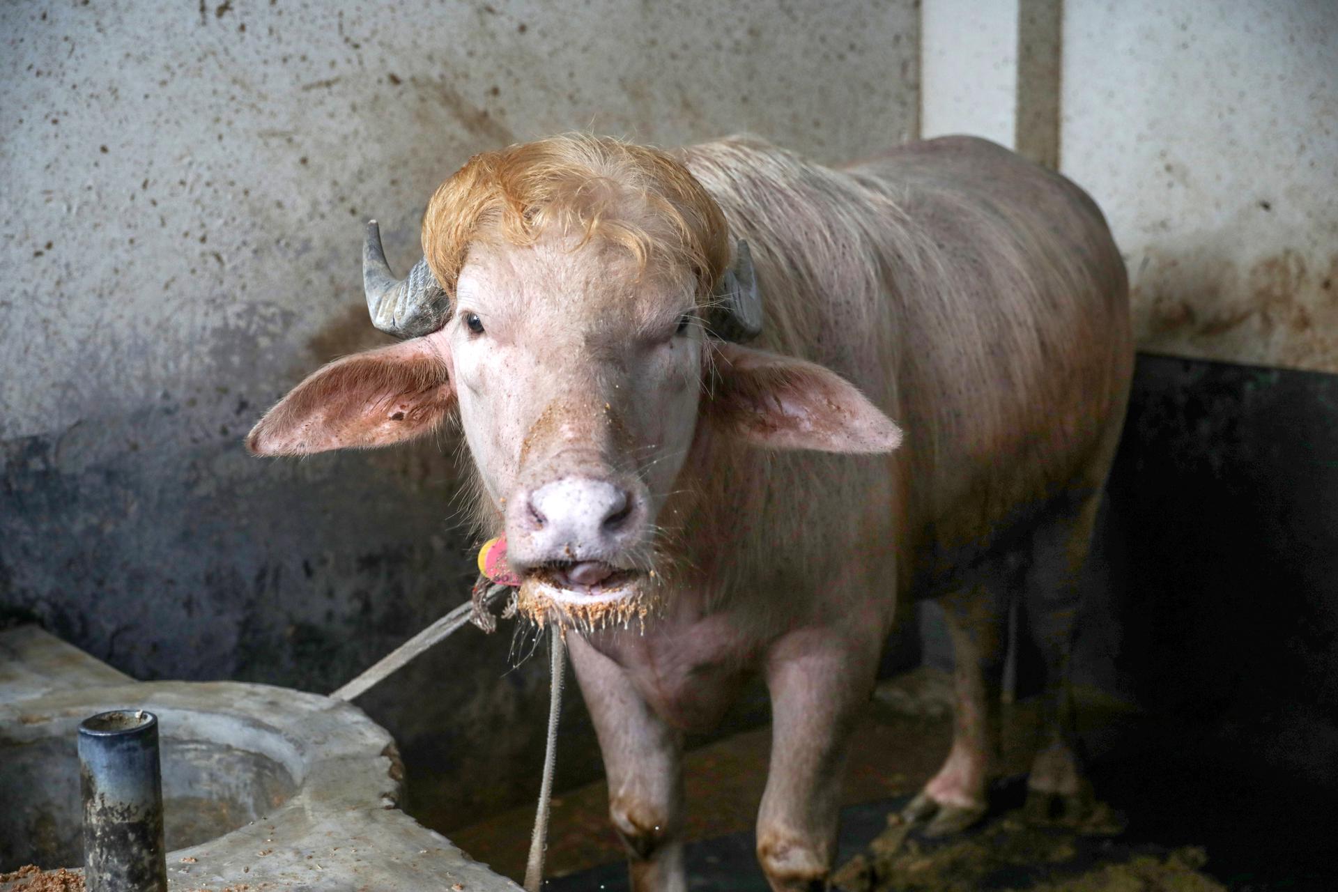 El búfalo 'Trump' es trasladado a zoológico de Bangladés