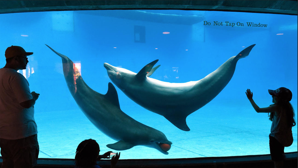 Atracción de Las Vegas cerrada después de la muerte del tercer delfín en 5 meses