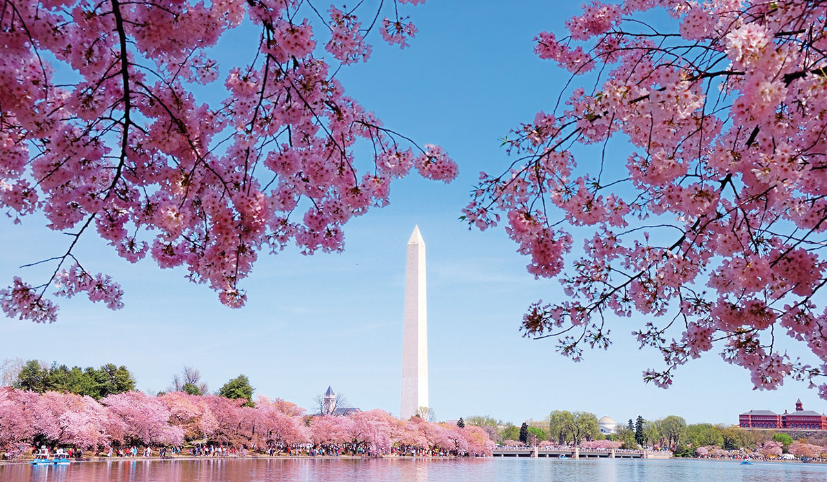 2024 Cherry Blossom Festival Washington Dc Una Lianne