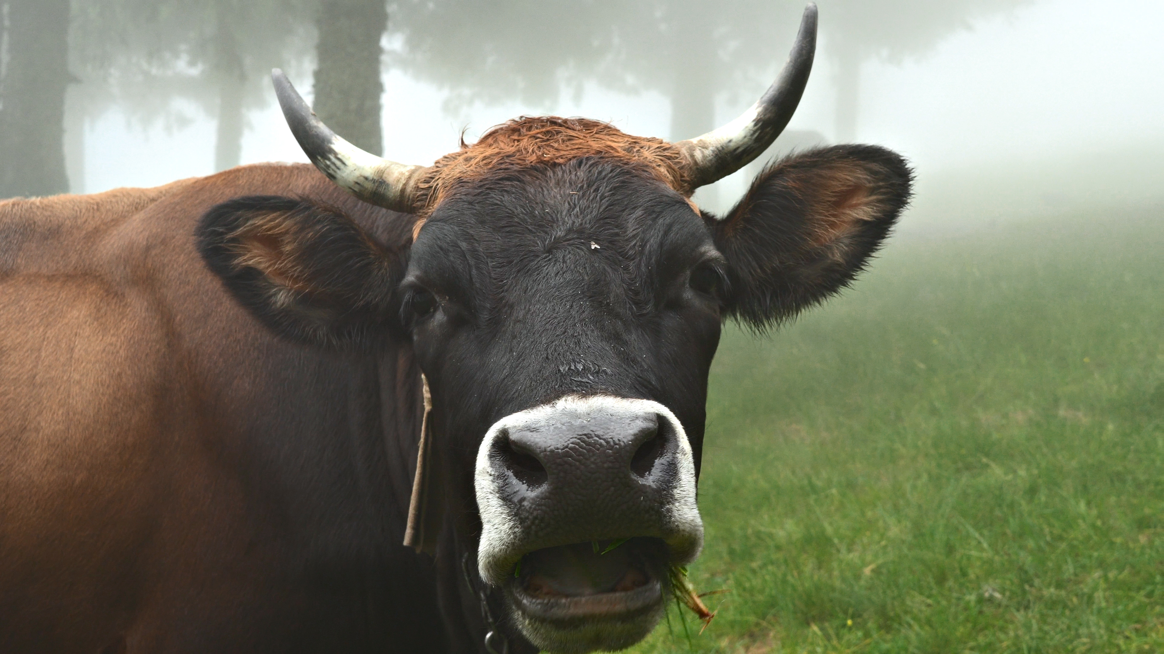 Veterinario de Texas ayudó a resolver el misterio de la gripe aviar en las vacas