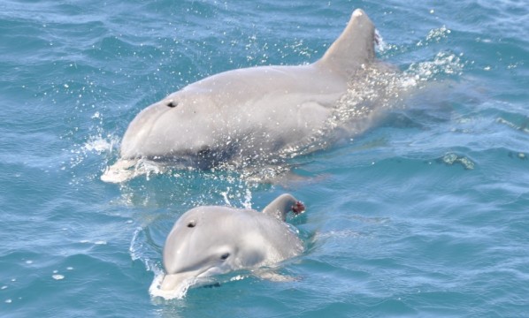 Delfín de Luisiana asesinado a tiros