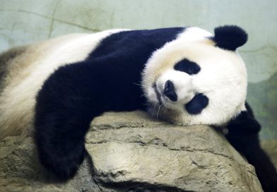 Los nuevos diplomáticos panda de China se dirigen a Washington