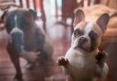 Refugios de animales reportan aumento en rescates de personas deportadas