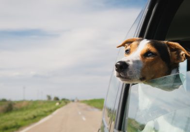 23 perros retirados de una guardería canina se reunieron con sus dueños