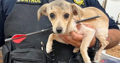 DE TERROR! – Un cachorro de chihuahueño fue flechado en el cuello