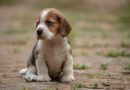 Más de 300 cachorros beagle han muerto en criadero de perros de Virginia