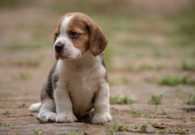 Más de 300 cachorros beagle han muerto en criadero de perros de Virginia