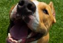 Humane Rescue Alliance advierte sobre una nueva estafa relacionada con mascotas desaparecidas