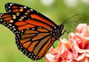 Se agudiza peligro  de extinción de la mariposa monarca