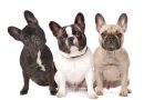 Roban otro bulldog francés en Fairfax Co.