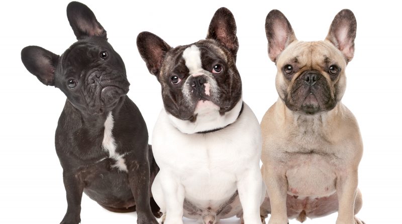 Tres dueños de bulldog francés nos cuentan qué tiene de bueno (y de malo)  esta raza de perro