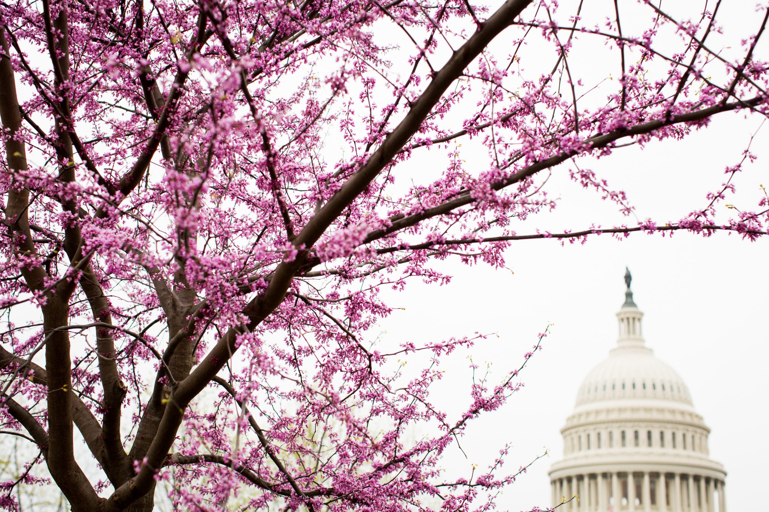 Qué saber sobre los cerezos en flor en Washington, DC