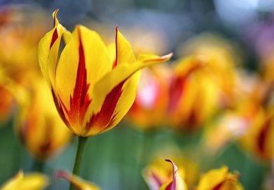 Cientos de personas se congregan en el National Mall para el Día del Tulipán en Washington D.C. Cientos de personas se congregan en el National Mall para el Día del Tulipán en Washington D.C.
