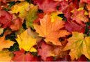 ¿Cuáles son los beneficios ecológicos de las hojas de otoño para la vida silvestre y cómo podemos ayudar al medio ambiente desde nuestros jardines?