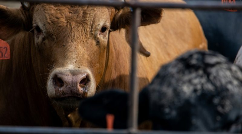 Detectan gripe aviar «altamente patógena» en vacas lecheras de Texas