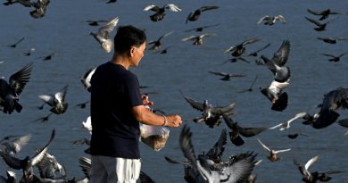 La transmisión de la gripe aviar al hombre es una «gran preocupación», advierte la OMS