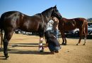 Cientos de animales vulnerables por los incendios de Los Ángeles