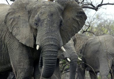A punto de nacer en el Zoológico Nacional de DC: un elefante asiático