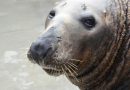 El Zoológico Nacional lamenta la muerte de Gunther, una foca gris de 33 años