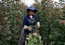 Colombia adorna con flores EEUU mientras sus cultivadores temen aranceles