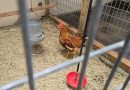 A falta de huevos, estadounidenses crían gallinas en casa para abastecerse