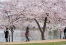 Washington, D.C. se prepara para la temporada de los cerezos