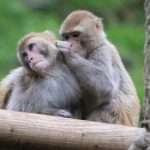 La policía peruana desarticula una organización internacional de tráfico de fauna de la Amazonía La policía peruana desarticula una organización internacional de tráfico de fauna de la Amazonía