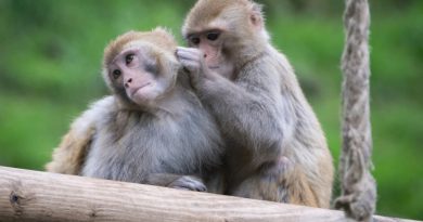 Una pastilla cura a monos infectados con ébola