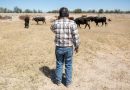 EEUU restringe por 15 días el ingreso de ganado desde México por una plaga
