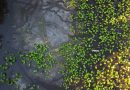 Sequía extrema pone a prueba la fauna y el turismo en los Everglades de Florida