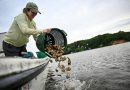 Voluntarios crían ostras para limpiar los mares