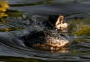Florida construye el «Alcatraz de los caimanes» para detener a migrantes en los Everglades
