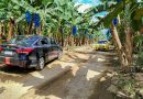 Mulino promete hacer lo posible para que bananera de EEUU regrese a Panamá