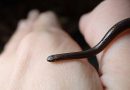 La serpiente más pequeña del mundo reaparece