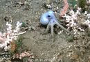 Argentinos hipnotizados con la transmisión de un robot submarino científico