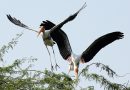 Las aves tropicales, víctimas del calor extremo