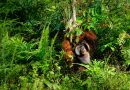 La demanda de casas rodantes impulsa la deforestación en la isla de Borneo, denuncian oenegés