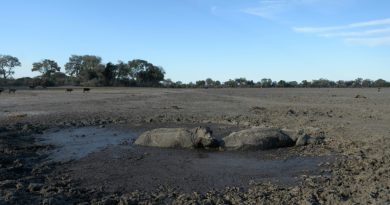 Frente a la muerte, los animales tienen reacciones «muy complejas» Frente a la muerte, los animales tienen reacciones «muy complejas»