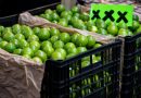 Asesinan al líder de los productores de limón en el oeste de México