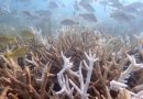 Ola de calor deja «funcionalmente extintas» a dos especies de coral