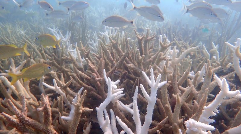 Ola de calor deja «funcionalmente extintas» a dos especies de coral